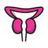 Prostate